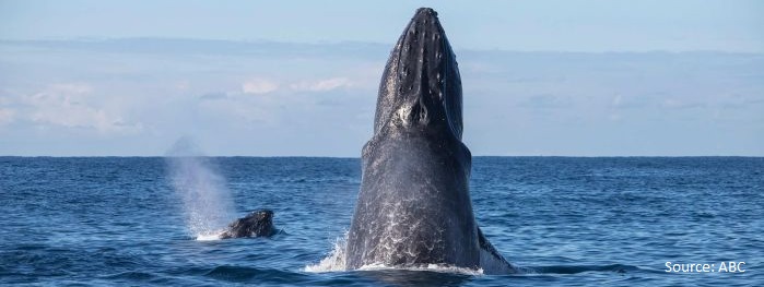 28 Jun – Whales hunt warmth
